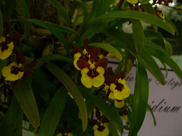 DSC00071.JPG