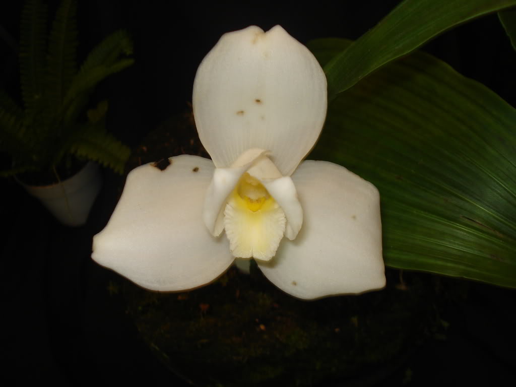 DSC00075.jpg