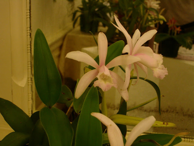 DSC00077.JPG