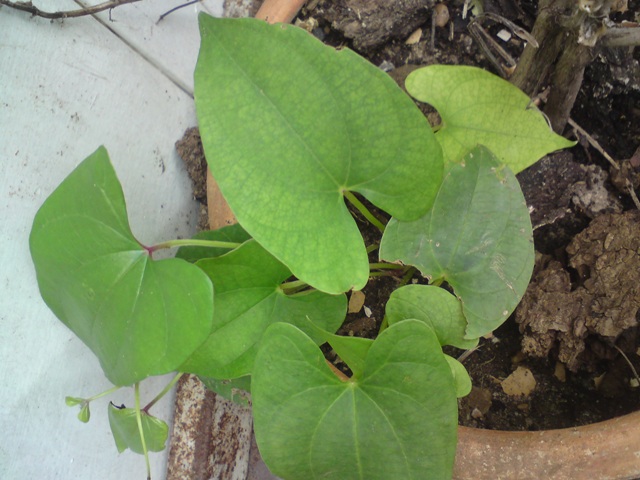 dsc00079-265b662.jpg