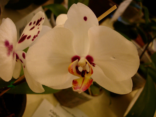 DSC00085.JPG