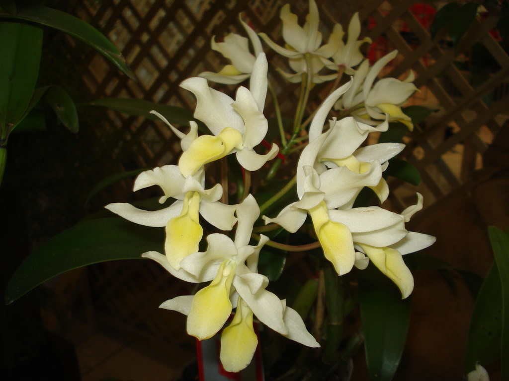 DSC00086.jpg