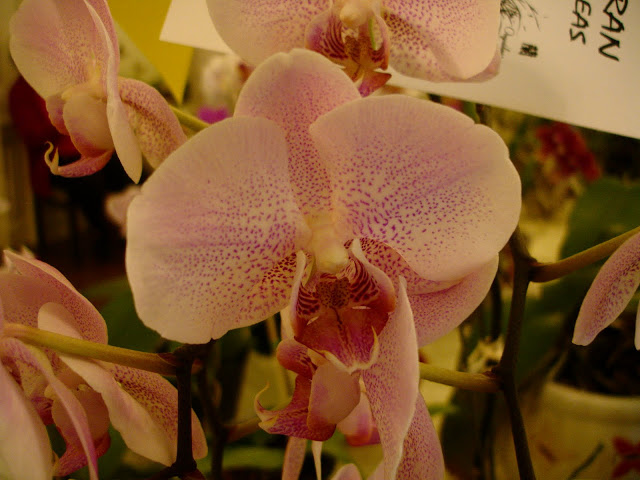 DSC00086.JPG