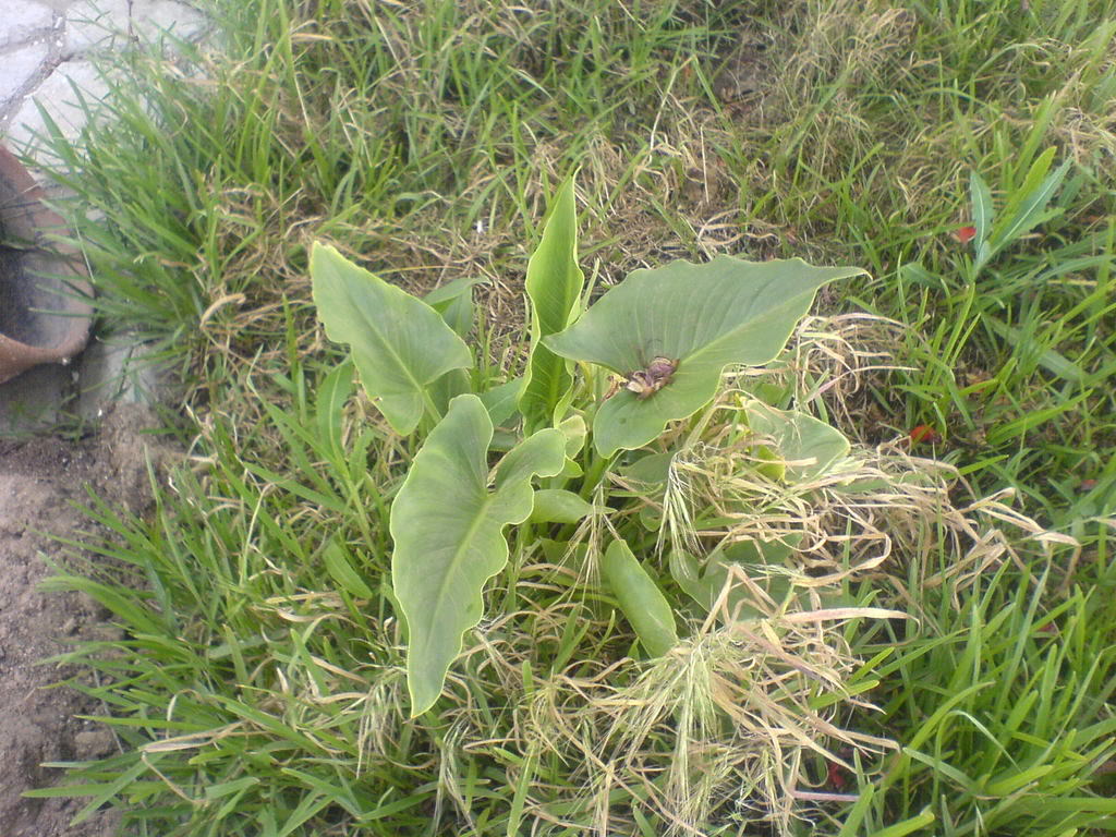 DSC00087.jpg