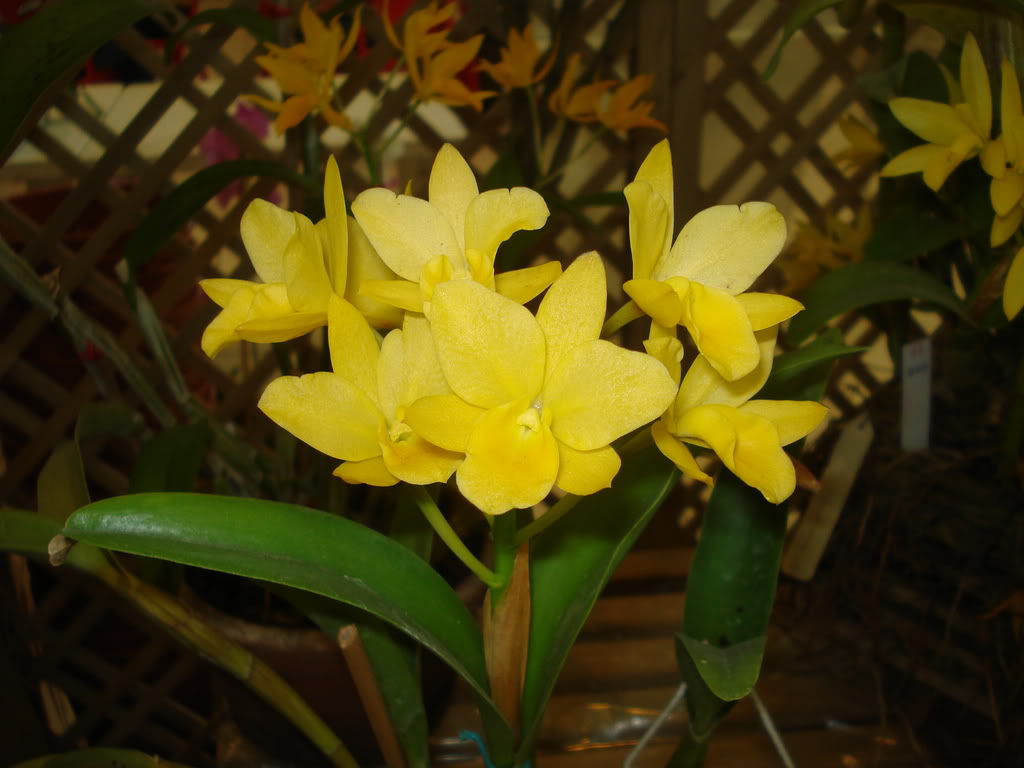 DSC00088.jpg