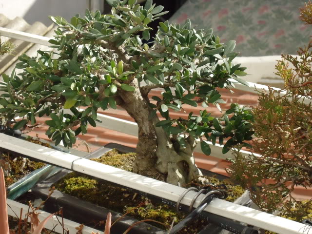 DSC00088.jpg
