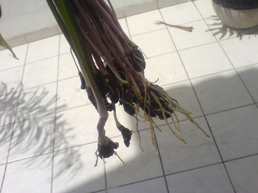 DSC00088.jpg