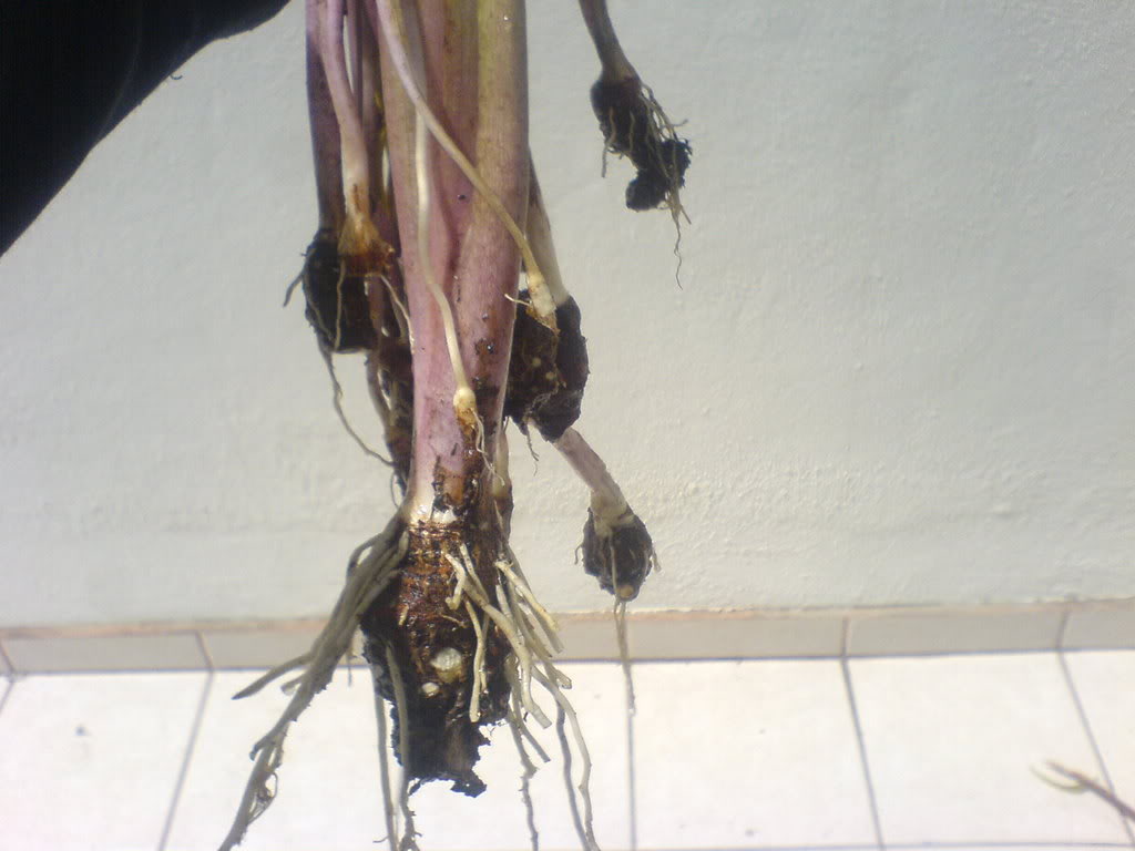 DSC00089.jpg