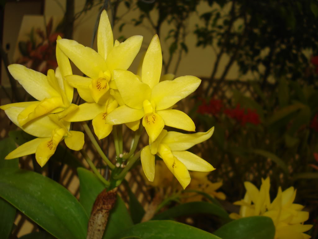 DSC00090.jpg