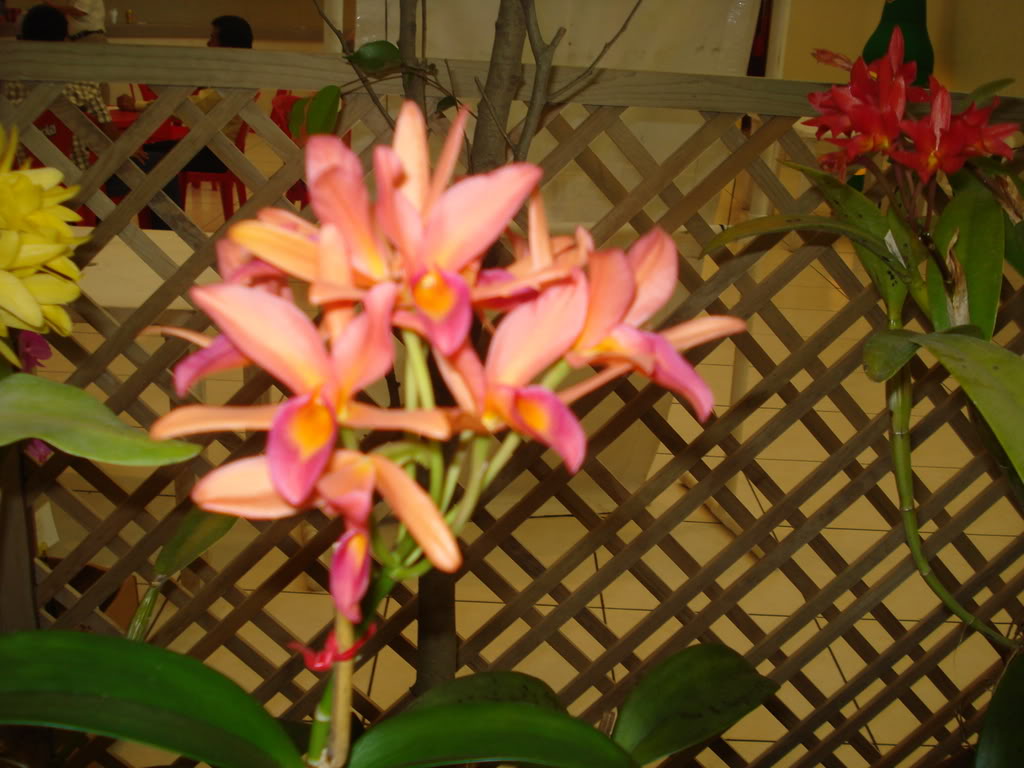 DSC00091.jpg