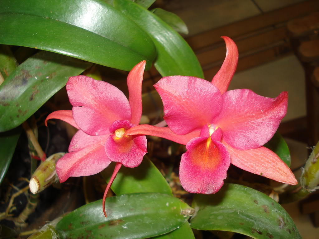 DSC00092.jpg