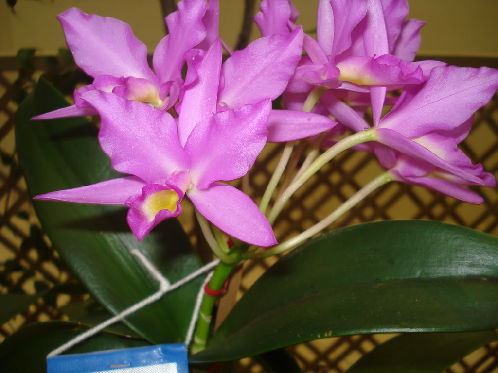 DSC00097.jpg