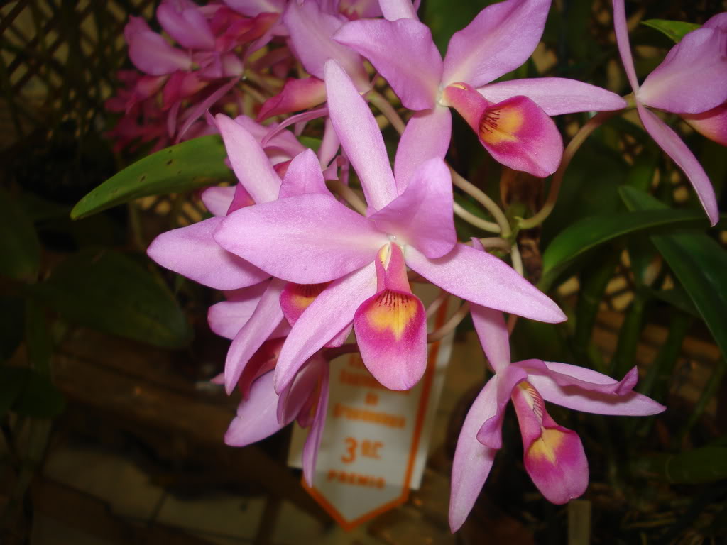 DSC00099.jpg