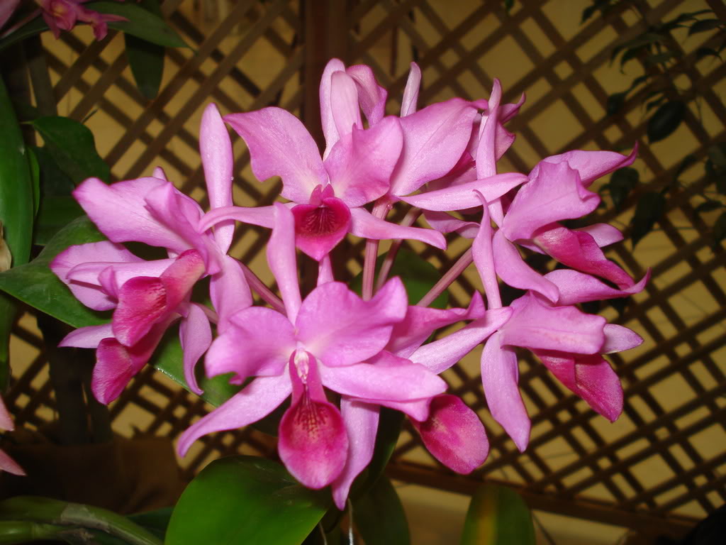 DSC00100.jpg