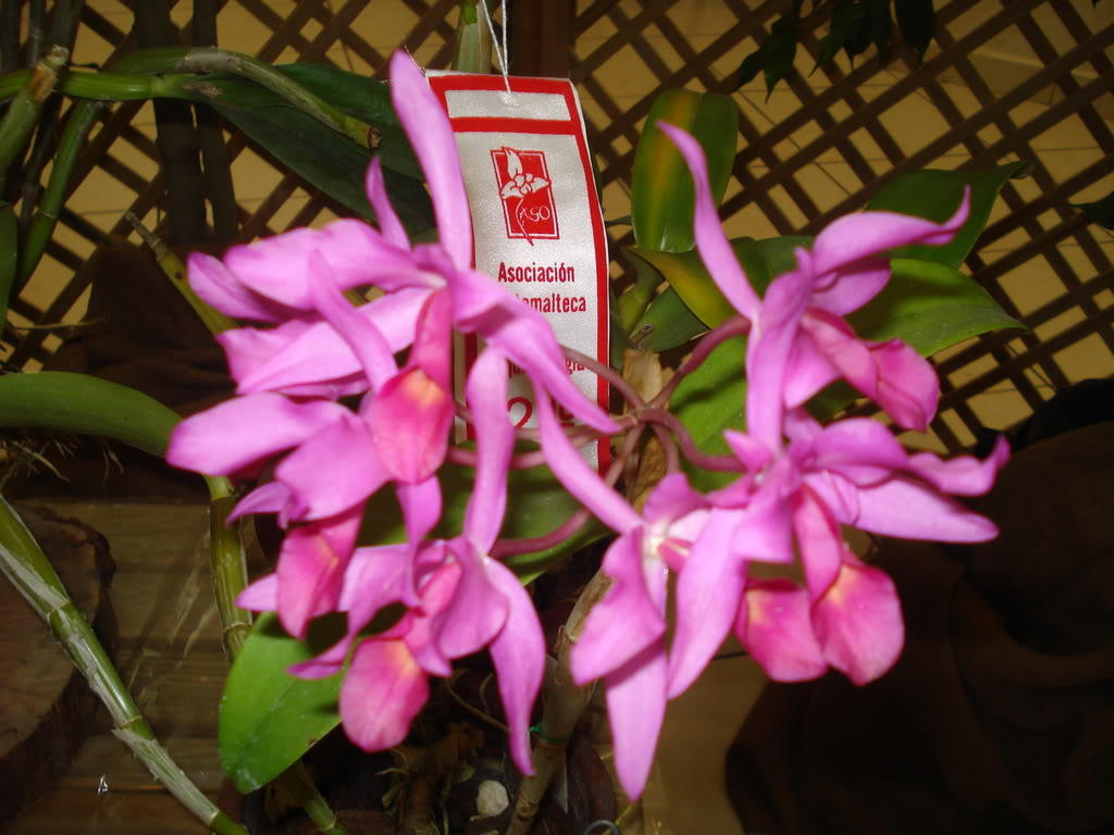DSC00101.jpg