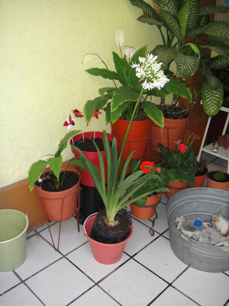 DSC00101.jpg