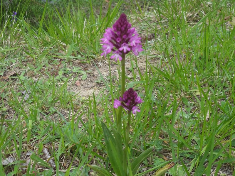 dsc00102.jpg
