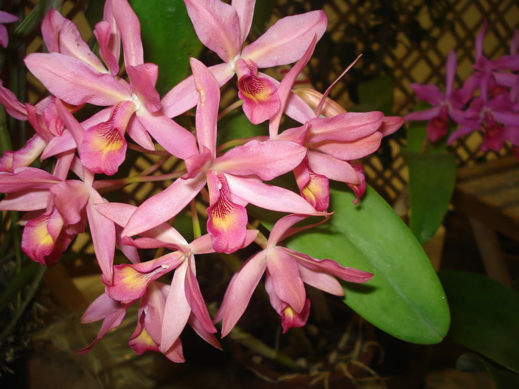 DSC00103.jpg