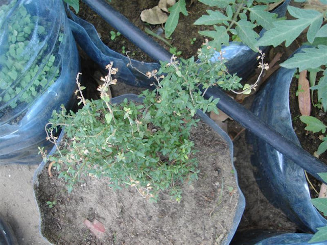 DSC00107.JPG