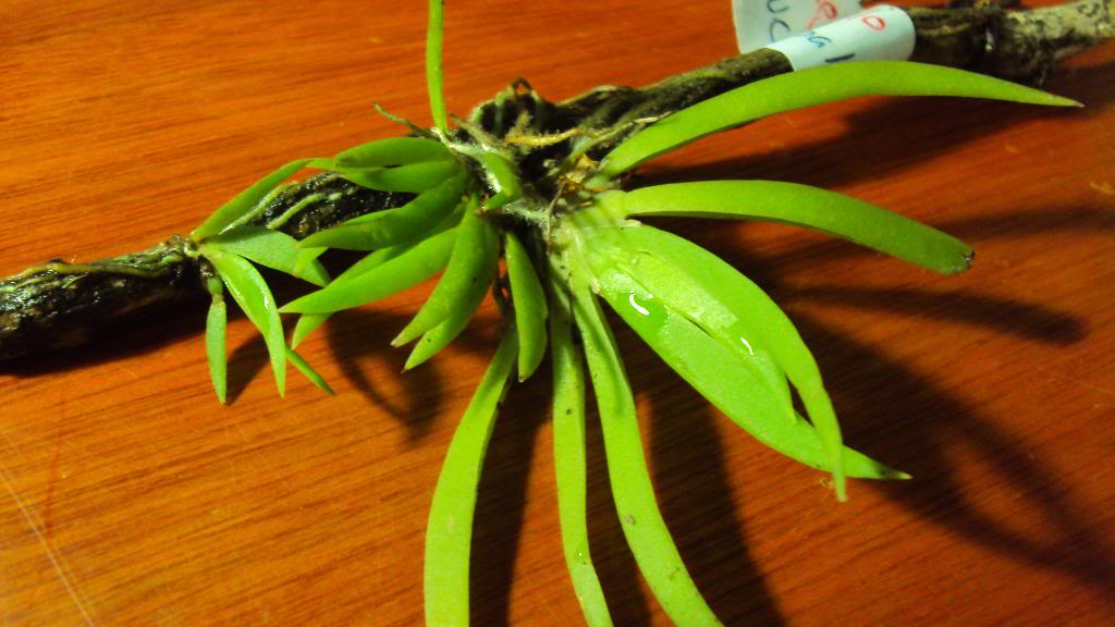 DSC00110.jpg