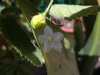DSC00111.jpg