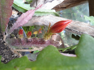 DSC00115.JPG