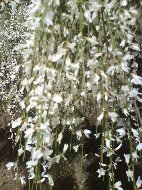 DSC00120-1.jpg