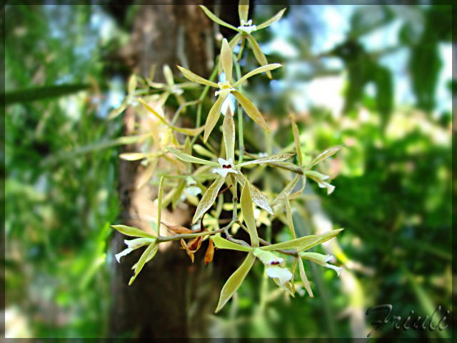 DSC00125_copiar.jpg