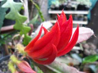 DSC00129.JPG