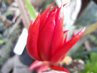 DSC00131.JPG