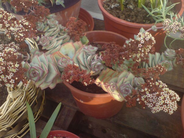 DSC00153.jpg