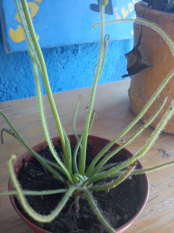 DSC00154.jpg