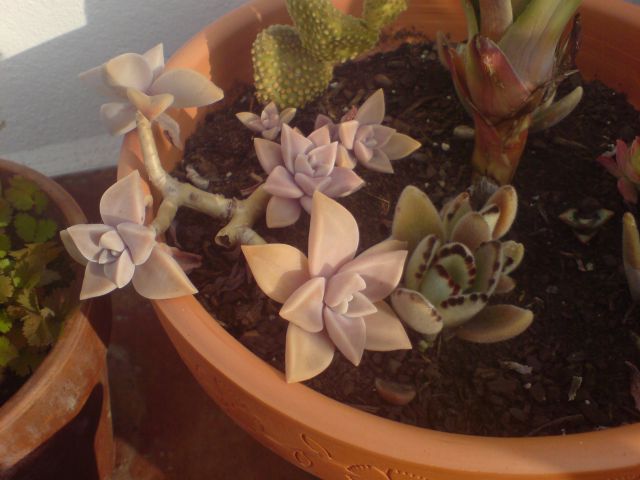 DSC00155.jpg