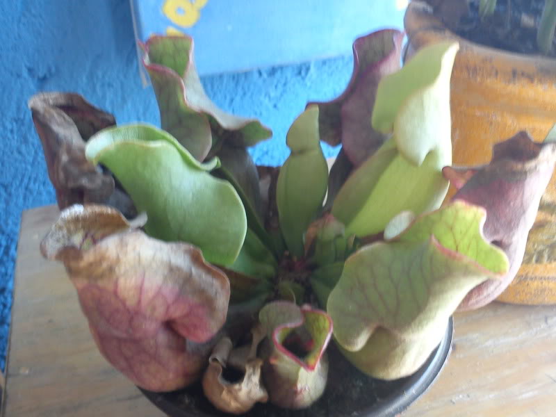 DSC00156.jpg