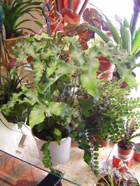 DSC00157.jpg