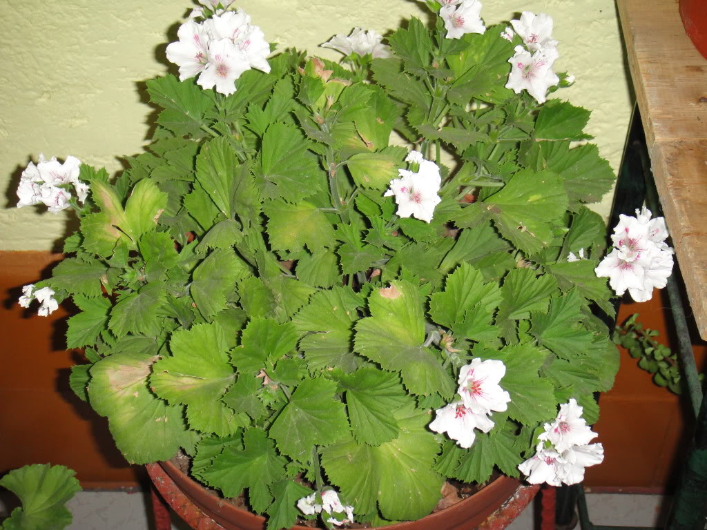 DSC00161.jpg