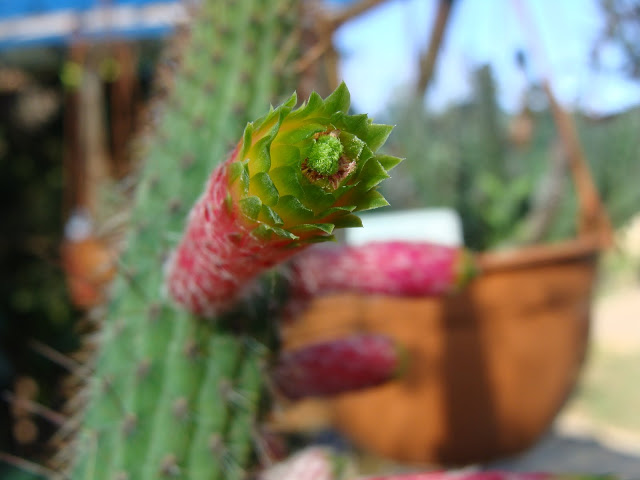 DSC00163.JPG