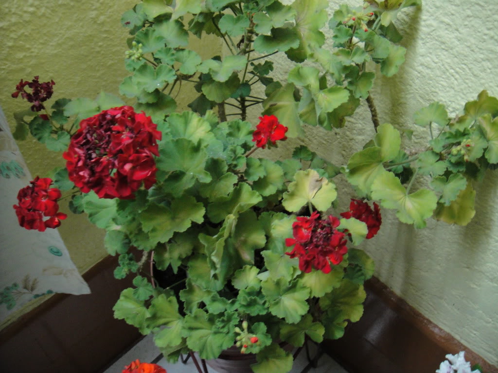 DSC00164.jpg