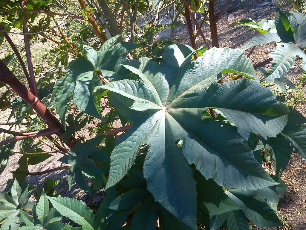 DSC00165.jpg