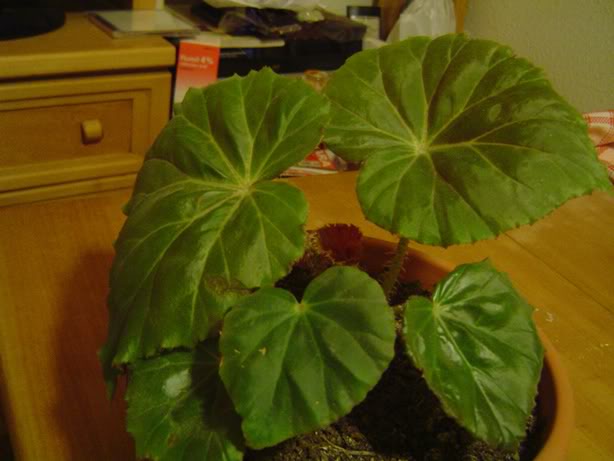 DSC00171-1.jpg
