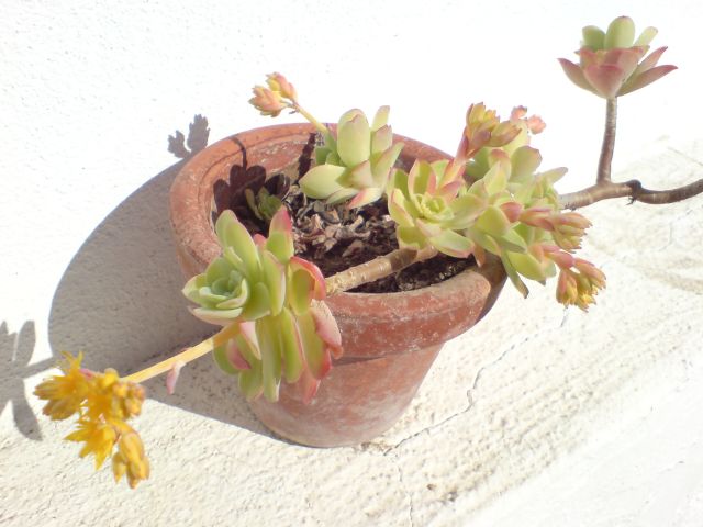 DSC00176.jpg