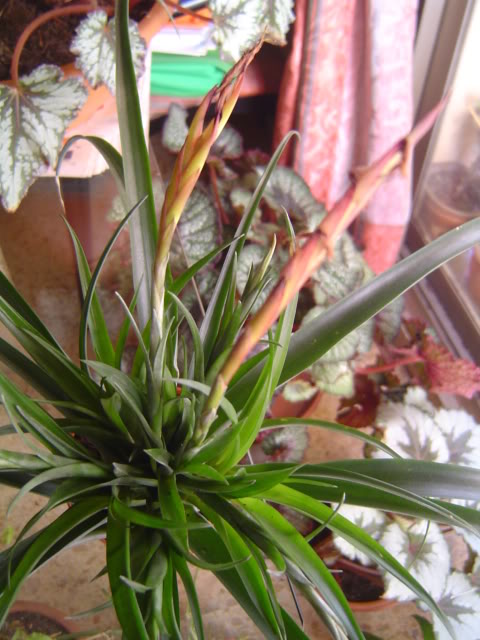 DSC00178.jpg