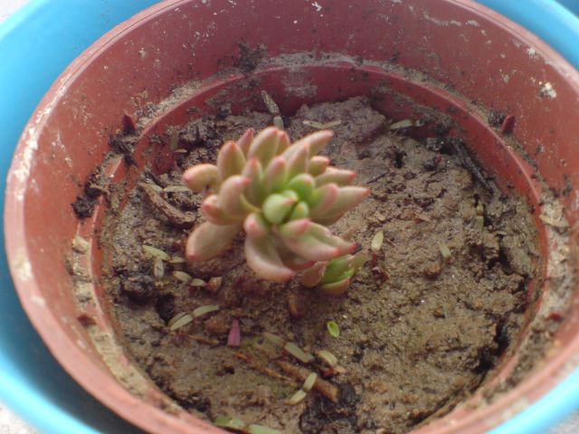DSC00178.jpg