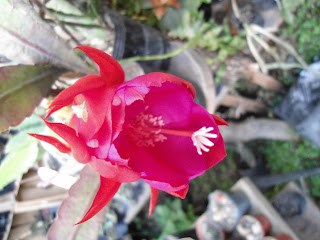 DSC00179.JPG