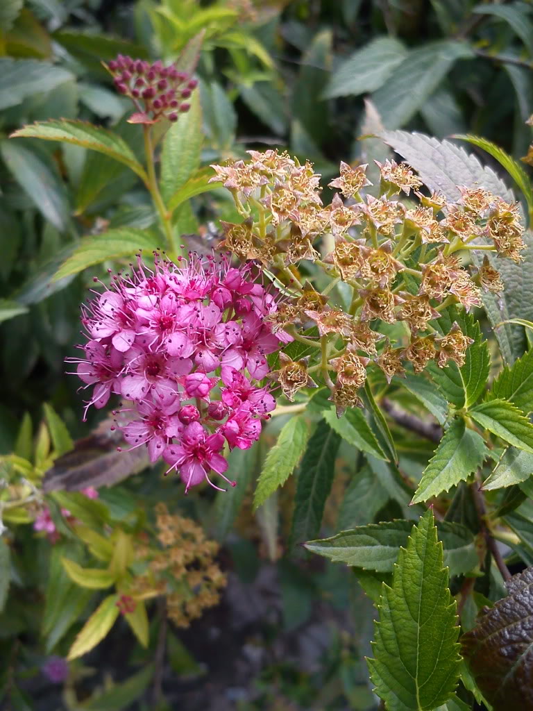 DSC00192.jpg