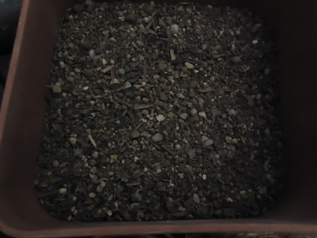 DSC00194.jpg