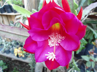 DSC00196.JPG