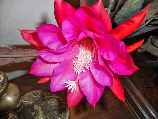 DSC00202.JPG