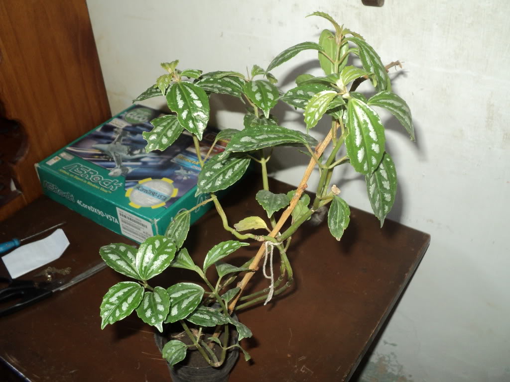 DSC00215.jpg