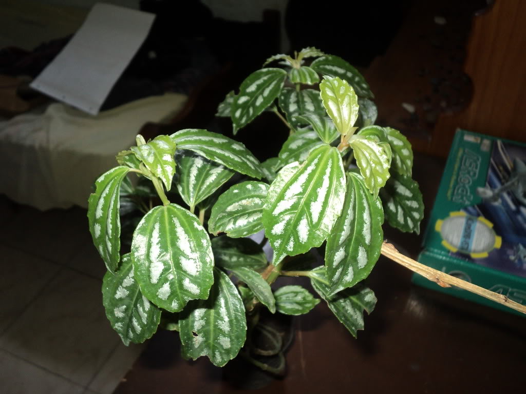DSC00216.jpg